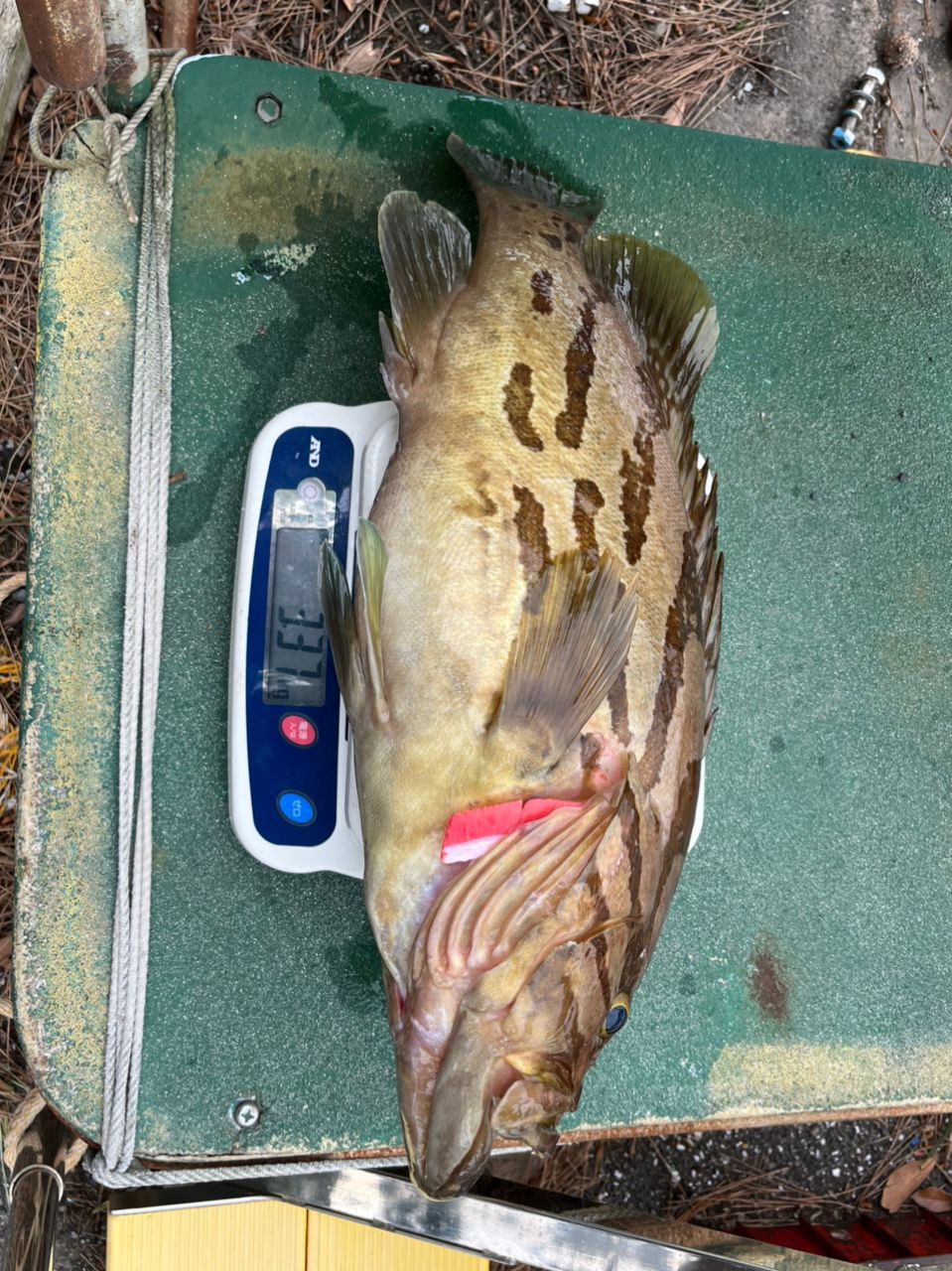 釣座DOPENESSさんの釣果 2枚目の画像