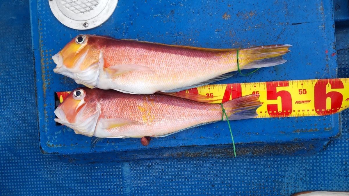 海賊ジャックさんの釣果 2枚目の画像