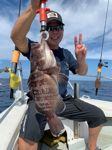 マハタの釣果