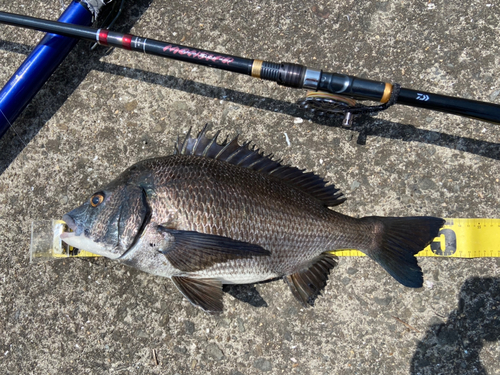 クロダイの釣果