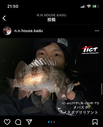 クロメバルの釣果