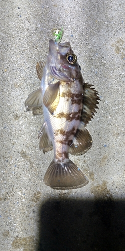 メバルの釣果