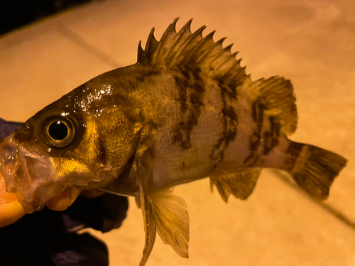 メバルの釣果