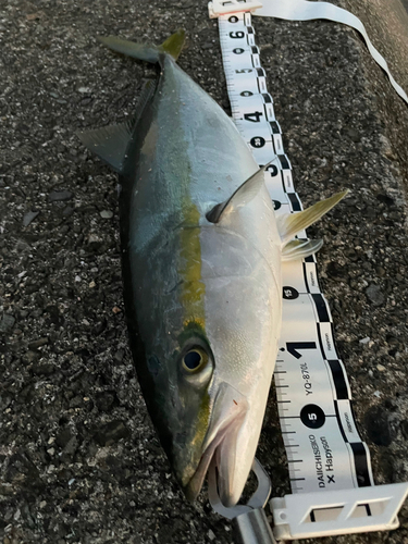 メジロの釣果