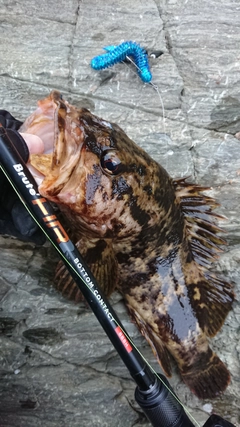 ベッコウゾイの釣果