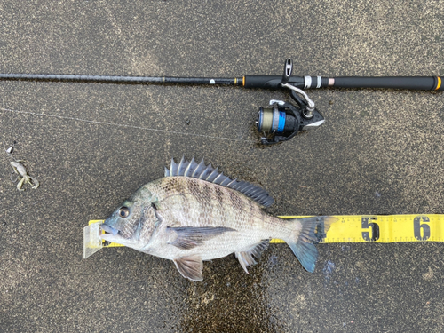 クロダイの釣果