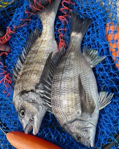 クロダイの釣果