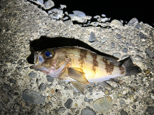 メバルの釣果