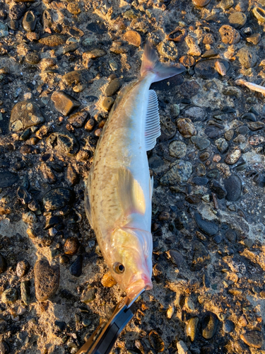 ホッケの釣果