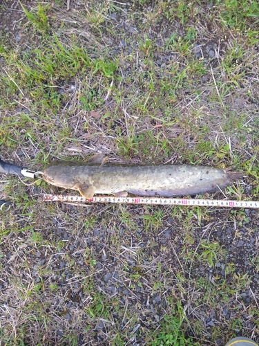 ナマズの釣果