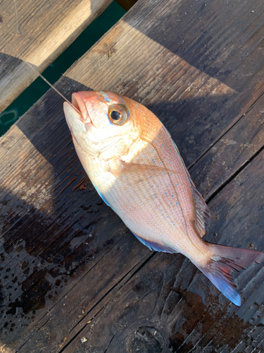 チャリコの釣果