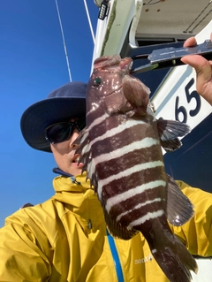 マハタの釣果