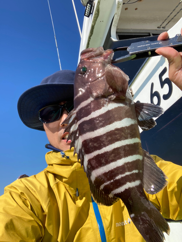 マハタの釣果