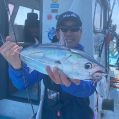 カツオの釣果