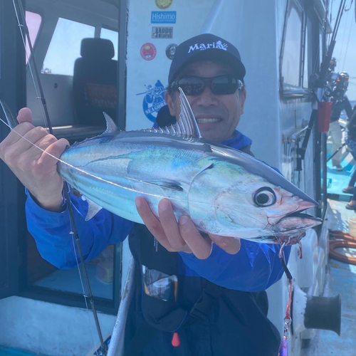 カツオの釣果