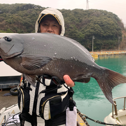 クチブトグレ