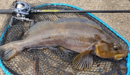 アイナメの釣果