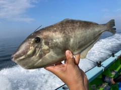 ウスバハギの釣果