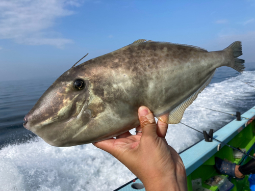 ウスバハギの釣果