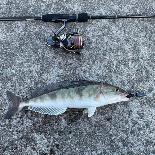 ホッケの釣果