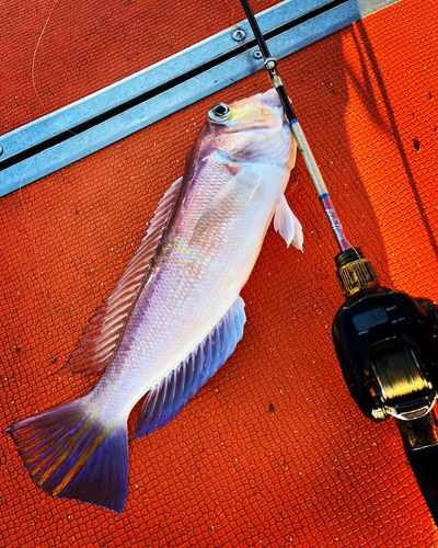 アマダイの釣果