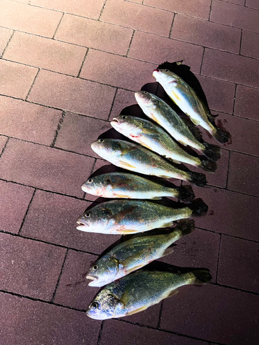 イシモチの釣果