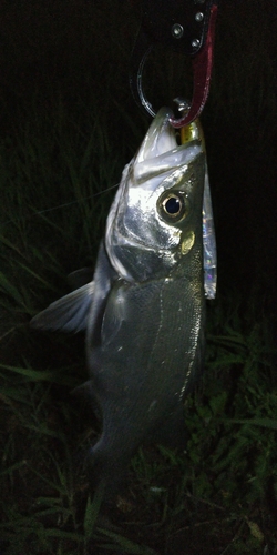 セイゴ（ヒラスズキ）の釣果