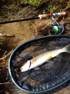 ブラウントラウトの釣果