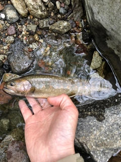 イワナの釣果