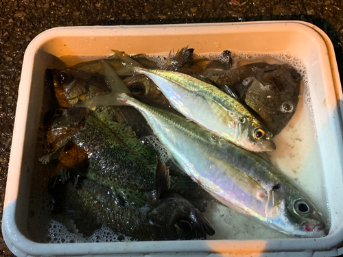 アジの釣果