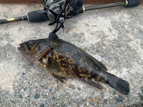 タケノコメバルの釣果