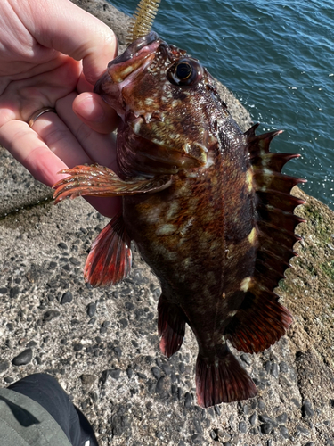 カサゴの釣果