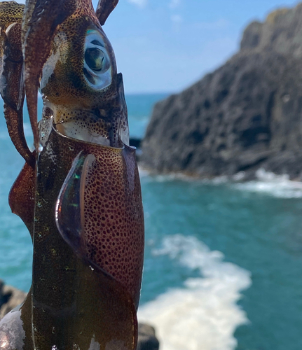 アオリイカの釣果