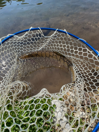 ニジマスの釣果