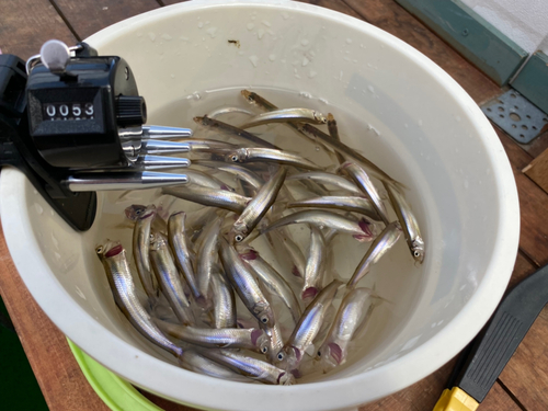 ワカサギの釣果