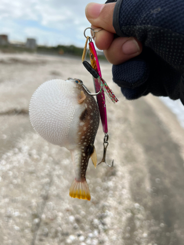 クサフグの釣果