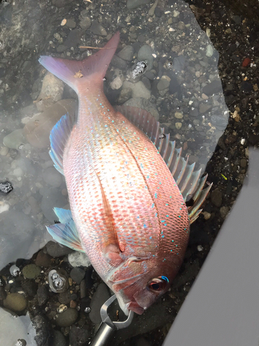 マダイの釣果