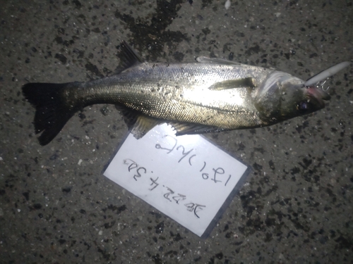 シーバスの釣果