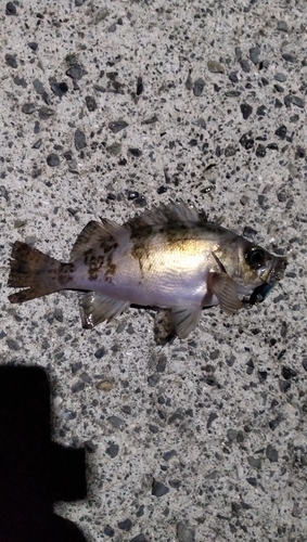 アオメバルの釣果