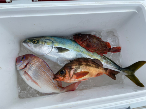 マダイの釣果