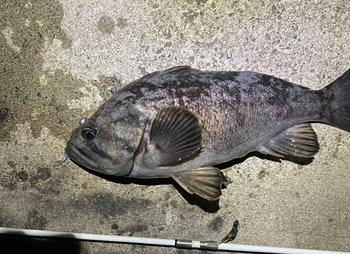 クロソイの釣果