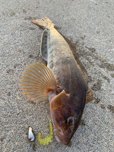 アイナメの釣果