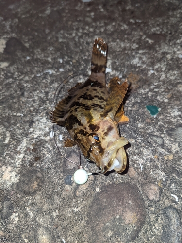 タケノコメバルの釣果