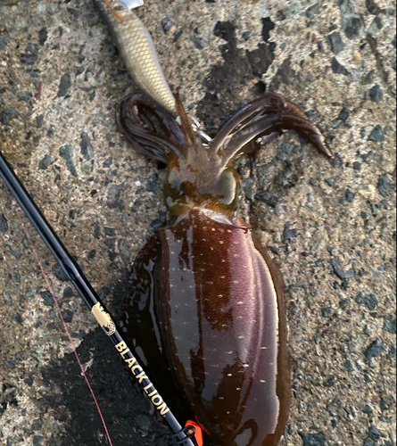 アオリイカの釣果