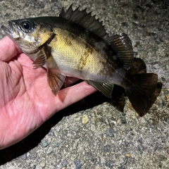 クロメバルの釣果