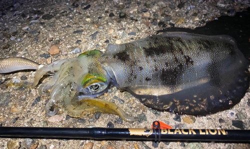 アオリイカの釣果