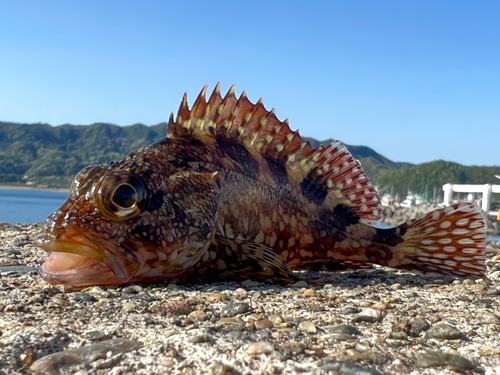 カサゴの釣果