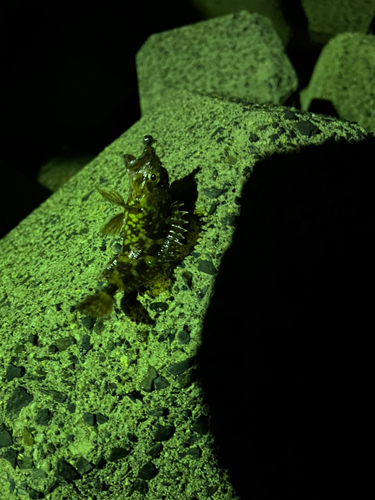 タケノコメバルの釣果