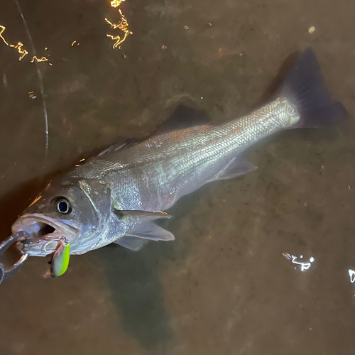 スズキの釣果