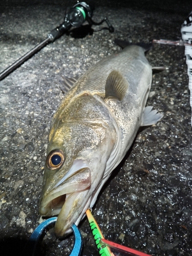 シーバスの釣果